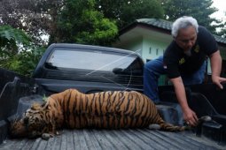 Kasus Perburuan Harimau