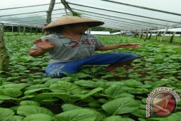 NTP Maluku naik 0,40 persen