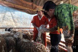 Hewan Kurban Belum Cukup Umur Ditemukan di Jember (Video)