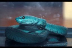 Bocah 6 Tahun di Dompu tewas digigit ular Viper, Penanganan medis lambat