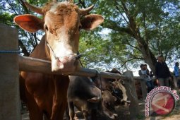 Presiden Joko Widodo Berkurban Sapi Peranakan Ongole 1,1 Ton
