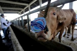 Kemenag Singkawang data jumlah hewan kurban