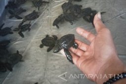 Komunitas IJT Tanam Mangrove dan Lepas Tukik di Pantai Serang Blitar