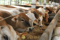 Waspadai Potensi Zoonosis Subklinis Q Fever Pada Hewan Ternak