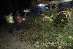 Dahan Pohon  Timpa Anak-anak saat Takbir Keliling di Kediri