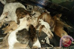 Distan Mukomuko usulkan penambahan dana eliminasi anjing liar