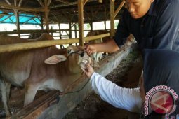 Kondisi Hewan Kurban di Padangsidimpuan Sehat