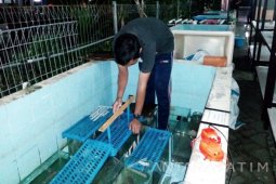 Mahasiswa Unair Rancang Listrik untuk Rangsang Pertumbuhan Ikan Lele