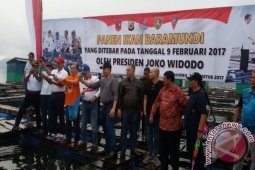 Ikan Baramundi Yang Ditebar Presiden Kini Dipanen