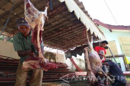 Petugas Keswan Situbondo Temukan Sapi Kurban Bercacing Hati (Video)