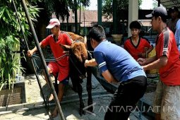 Sapi Mengamuk saat akan Disembelih di Mapolres Kediri