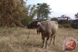 Warga Garut Pertahankan Tradisi Kurban Kerbau