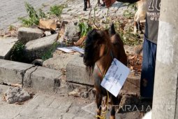 Komunitas Samin Bojonegoro Bagikan Daging  Kurban