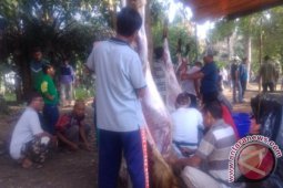Warga Kota Pangkalpinang Antusias Saksikan Penyembelihan Hewan Kurban