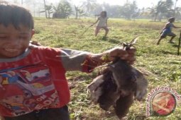 6571 Ekor Hama Tikus Berhasil Dibasmi