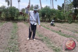 Petani Talang Benih Beralih Tanam Sayuran