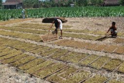 Pedagang Luar Daerah Lakukan Pembelian Tembakau Bojonegoro