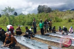 Tanam 25 Ribu Bibit Cabe Diatas Lahan Pinjam Pakai