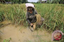Pengamat: Asuransi padi perlu koordinasi efektif dengan kelompok usaha tani