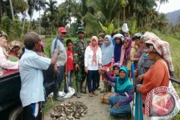 Mantap! Satu Ekor Hama Tikus Dihargai Rp500