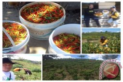 Napi Lapas Pohuwato Kembangkan Komoditas Cabai