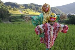 Festival "Memedi" Sawah Jadi Daya Tarik Wisata