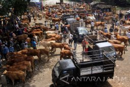 Permintaan Sapi Meningkat