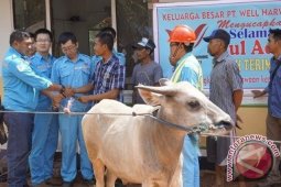 WHW AR Ikut Sumbang Hewan Kurban