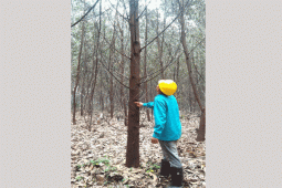 Peneliti IPB: Waspadai Ancaman Rayap Di Hutan Tanaman Industri