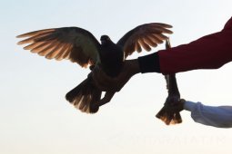 Lomba Balap Merpati