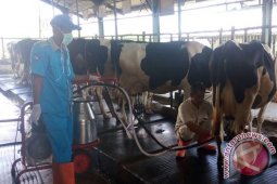 Balai Cikole Jadi Rujukan Usaha Sapi Perah