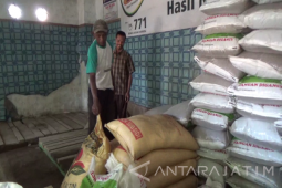 Pupuk Bersubsidi Sulit Didapatkan Petani Puger Jember
