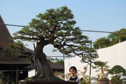 Pameran Bonsai Pesona Bumi Reog