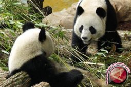 "Nenek Panda" di China Rayakan Ulang Tahun Ke-35