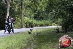 Pengungsi Rohingya bisa ditampung di Pulau Galang