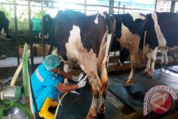 Menanti Bangkitnya Usaha Ternak Susu Nasional (1)