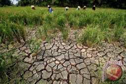 Puluhan hektare sawah di Garut kekeringan
