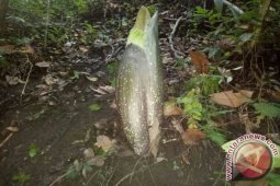 Bunga Bangkai Ditemukan di Garoga