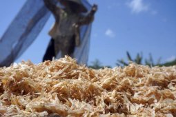 UKM Nikmati Untung Berlipat Penjualan Udang Kering