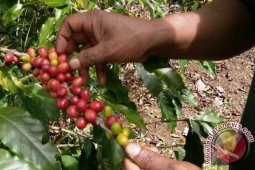 DPRD Dukung Pengembangan Kopi Sipirok