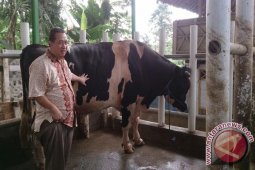 Ratusan Ternak Jadi Aset Rumah Doa Anak Yatim