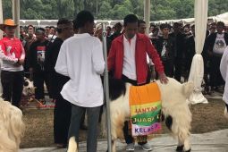 Indonesia ekspor perdana domba ke Malaysia