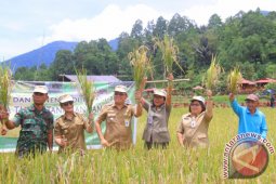  Wawali Panen Padi Perdana Kelompok Tani Makaaruyen Woloan Tiga