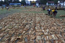 Tingginya Harga Tembakau di Jember Tembus Rp55.500 Per Kilogram