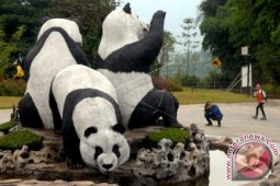 Panda Pertama Indonesia Ditempatkan Di Bogor