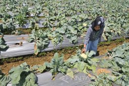 Pembukaan Agrowisata Di Pamekasan