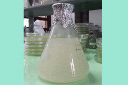 Peneliti IPB Temukan Termoplastik Dari Kelapa Sawit