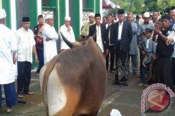 Wali Kota Ternate Serahkan 19 Sapi Kurban