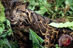 Tiga ekor kambing mati diduga dimangsa macan dahan