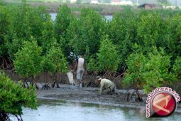 Komunitas-Pelajar Tanam Mangrove Di Muara Kungkai Seluma